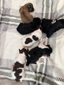 Mega Coat Mini Schnoodle Litter for Sale